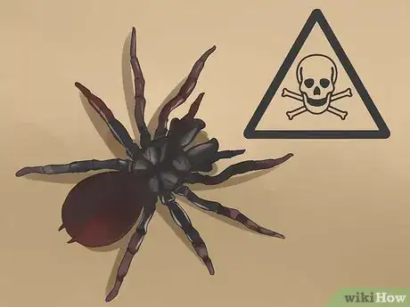 Imagen titulada Identify a Funnel Spider Step 1