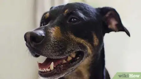 Imagen titulada Make Your Dog Smell Better Step 11