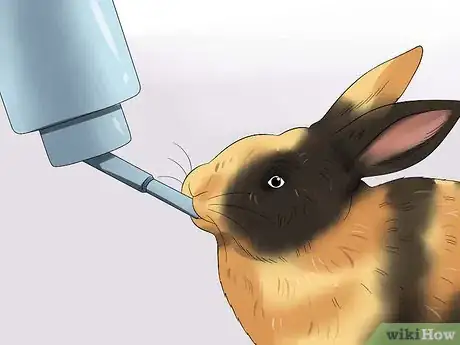 Imagen titulada Care for Harlequin Rabbits Step 9