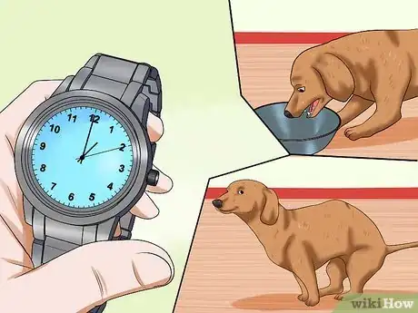 Imagen titulada Train Dachshunds Step 10