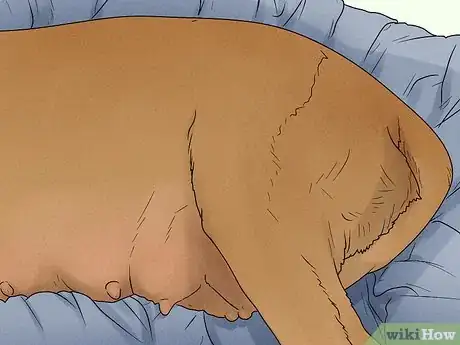 Imagen titulada Know when a Dog Is Done Giving Birth Step 3