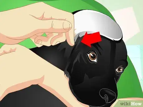 Imagen titulada Deliver Ear Medication to Dogs Step 10