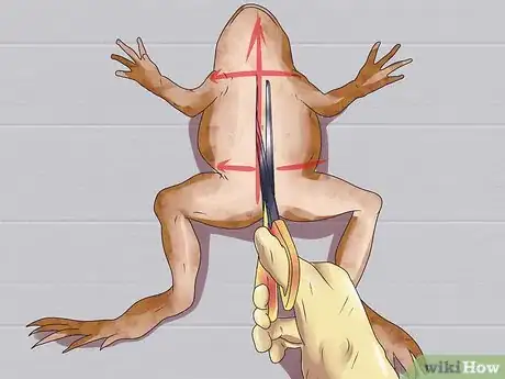 Imagen titulada Dissect a Frog Step 9