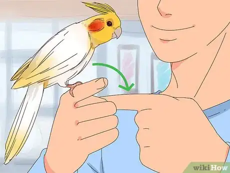 Imagen titulada Train Cockatiels Step 11