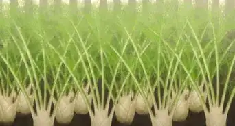 cultivar hinojo