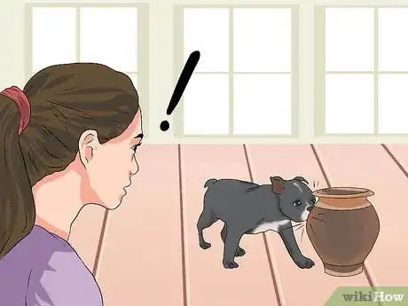 Imagen titulada Treat Eye Problems in Boston Terriers Step 18