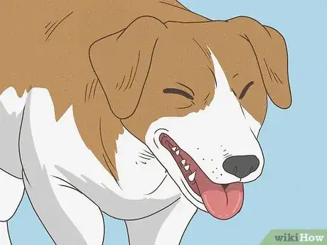 Imagen titulada Know When Your Dog is Sick Step 12