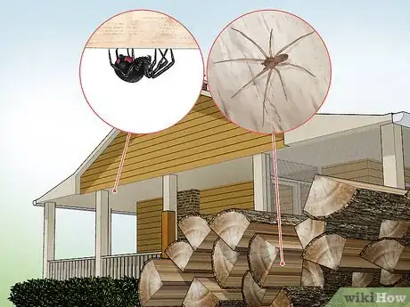 Imagen titulada Identify Spiders Step 15