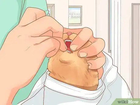 Imagen titulada Diagnose and Treat Gingivitis in Cats Step 5