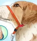 poner un collar de adiestramiento a un perro