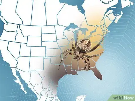 Imagen titulada Identify a Barn Spider Step 10