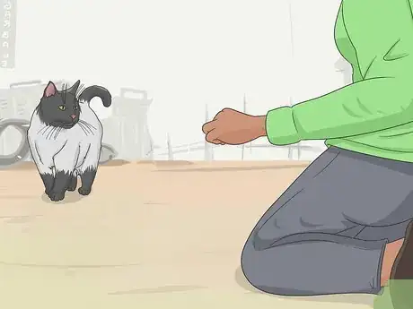 Imagen titulada Tame a Feral Cat Step 14