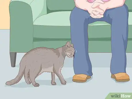 Imagen titulada Pet a Cat Step 7