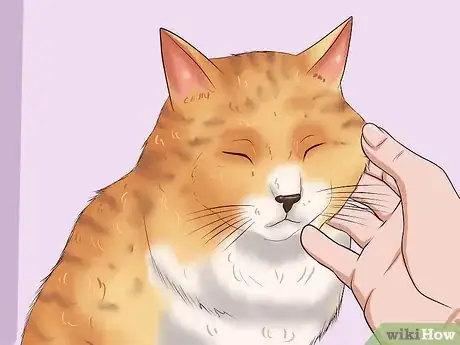 Imagen titulada Clean Your Cat When He Can't Do It Himself Step 15