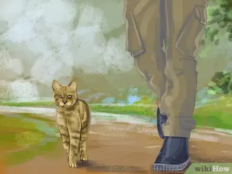 Imagen titulada Identify a Pixiebob Cat Step 7
