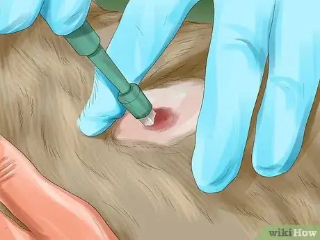 Imagen titulada Identify Lumps on Your Cat Step 4