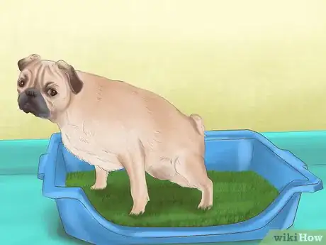 Imagen titulada House Train an Older Dog Step 6
