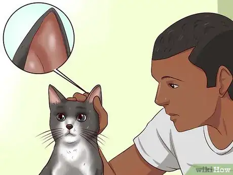 Imagen titulada Clean Your Cat When He Can't Do It Himself Step 14