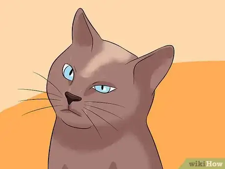 Imagen titulada Diagnose Eyelid Conditions in Cats Step 4