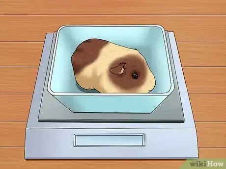 Imagen titulada Help a Constipated Guinea Pig Step 12