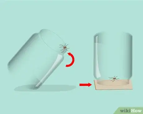 Imagen titulada Catch a Spider Step 7