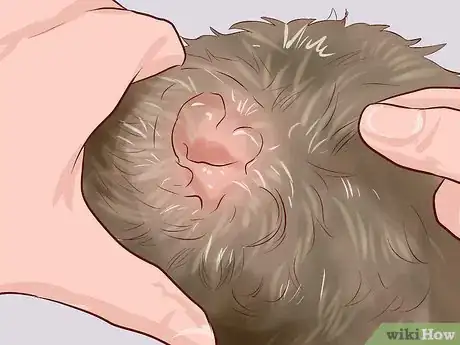 Imagen titulada Care for a Toy Poodle Step 11