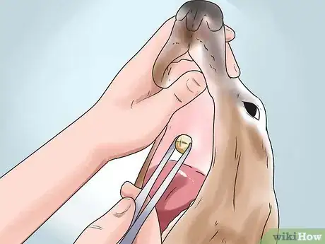 Imagen titulada Nurse a Dog Through Parvo Step 11