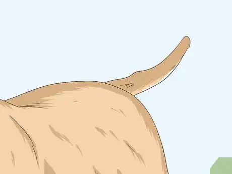 Imagen titulada Identify Your Adopted Mutt Step 3