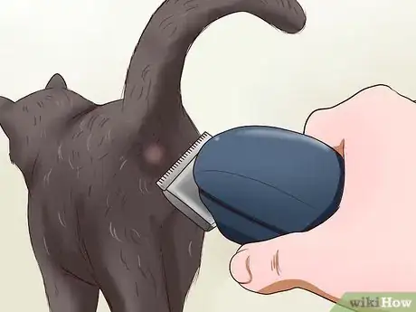 Imagen titulada Clean Your Cat When He Can't Do It Himself Step 20