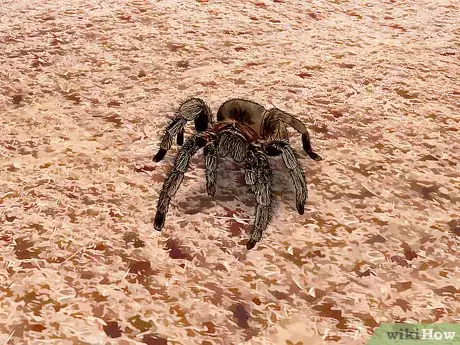 Imagen titulada Identify the Most Common North American Spider Species Step 12