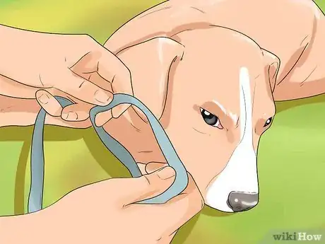 Imagen titulada Put on a Puppy Harness Step 14