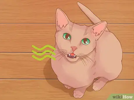 Imagen titulada Diagnose and Treat Gingivitis in Cats Step 2