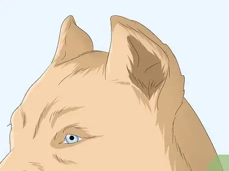 Imagen titulada Identify Your Adopted Mutt Step 2