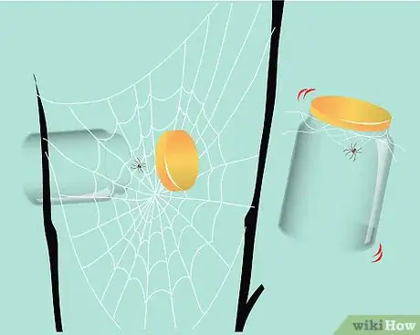 Imagen titulada Catch a Spider Step 5