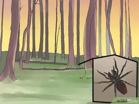 Imagen titulada Identify a Funnel Spider Step 5