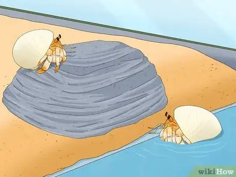 Imagen titulada Care for a Marine Hermit Crab Step 9