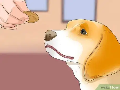 Imagen titulada Train Great Danes Step 3