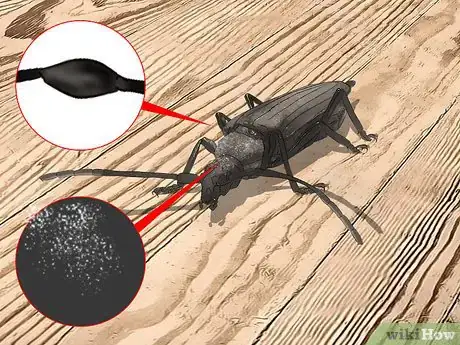 Imagen titulada Identify Beetles Step 12