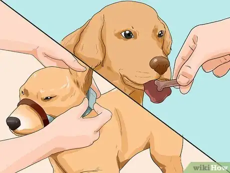 Imagen titulada Put on a Puppy Harness Step 15