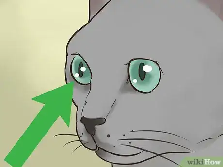 Imagen titulada Identify a Korat Cat Step 2