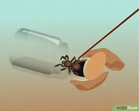 Imagen titulada Catch a Spider Step 6