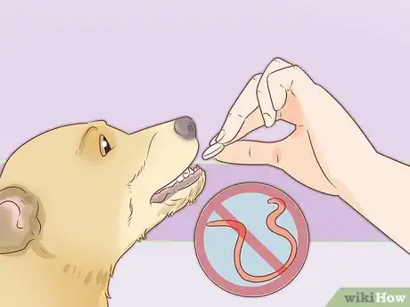 Imagen titulada Take Care of a Dog Step 8