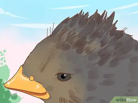 Imagen titulada Identify Baby Birds Step 8