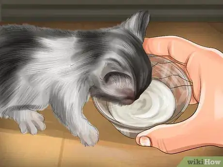 Imagen titulada Introduce Solid Food to Kittens Step 4