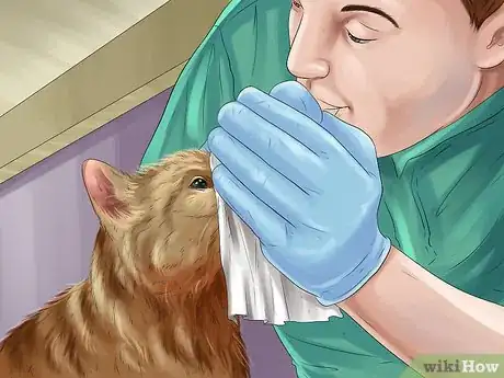 Imagen titulada Save a Cat Attacked by Dogs Step 6
