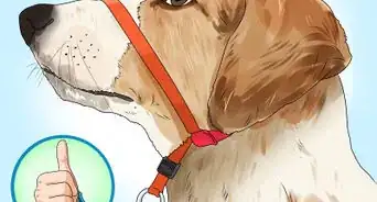 poner un collar de adiestramiento a un perro