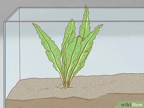 Imagen titulada Set Up a Natural Environment for Pet Snails Step 6