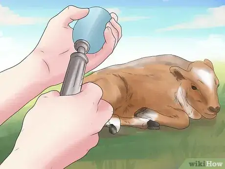 Imagen titulada Diagnose and Treat Scours in Calves Step 7