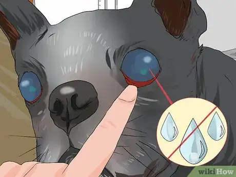 Imagen titulada Treat Eye Problems in Boston Terriers Step 13