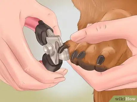 Imagen titulada Groom a Dog Step 11